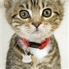 Charm on Cat