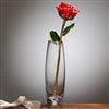 Rose in Vase