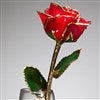 Rose Detail