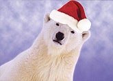 Beary Christmas  with <u>PRINTED</u> Envelopes