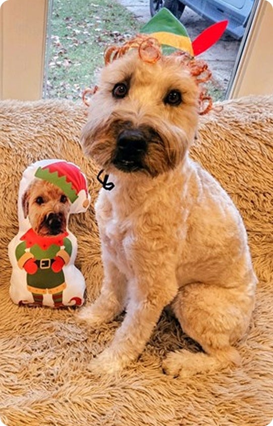 A family dog sitting next to his personalized Christmas pillow