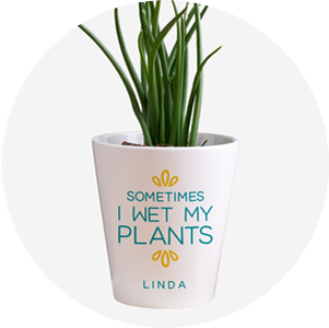 Indoor potted plant