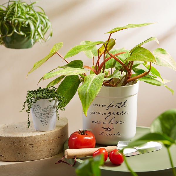 Outdoor & Garden