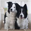 Product Thumbnail Shower Curtain