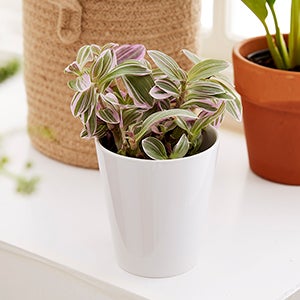 非売品 HERMÈS FLOWER POT HERMES FLOWER POT 非売品 ノベルティ 植木鉢 エルメス - メルカリ