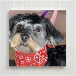 customer testimonial image