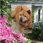 customer testimonial image