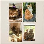 customer testimonial image