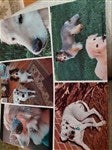 6136 - Pet Photo Collage Personalized Mouse Pad